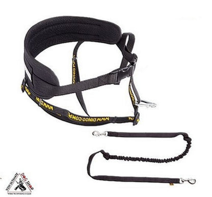 Dingo Gear 4 in 1 Running Belt with Lead Suspension