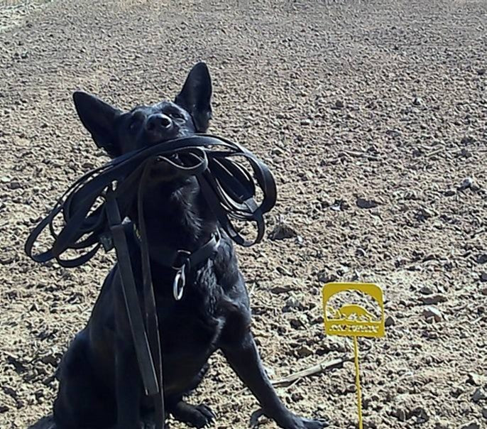 Dingo Gear 10 m Gripper Tracking Leads