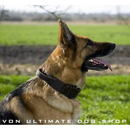 Dingo Gear 2.5cm Leather Collar With Handles