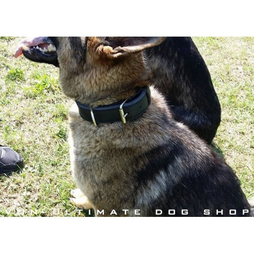 Dingo Gear Max Leather Collars