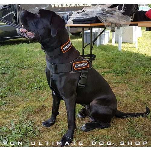 Dingo Gear Multi Purpose Harness3