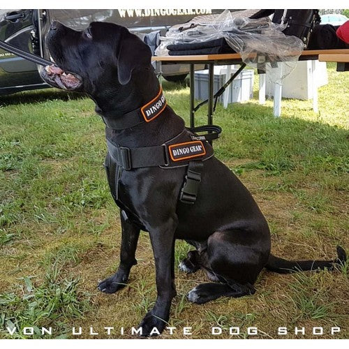 Dingo Gear Multi Purpose Harness