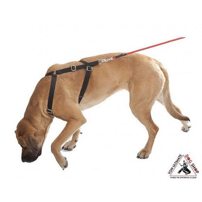Dingo Gear Tracking Harness2