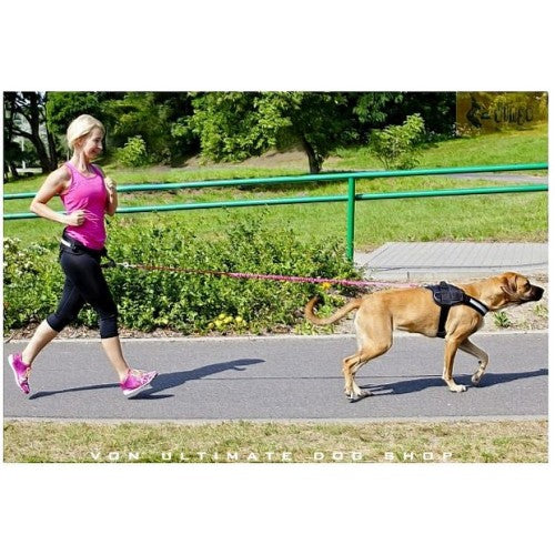 Dingo Gear 4 in 1 Running Belt with Lead Suspension2